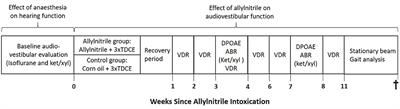 Effect of Oral Allylnitrile Administration on Cochlear Functioning in Mice Following Comparison of Different Anesthetics for Hearing Assessment